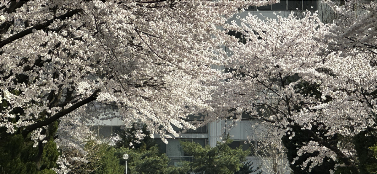 SeoulAsk is officially open!