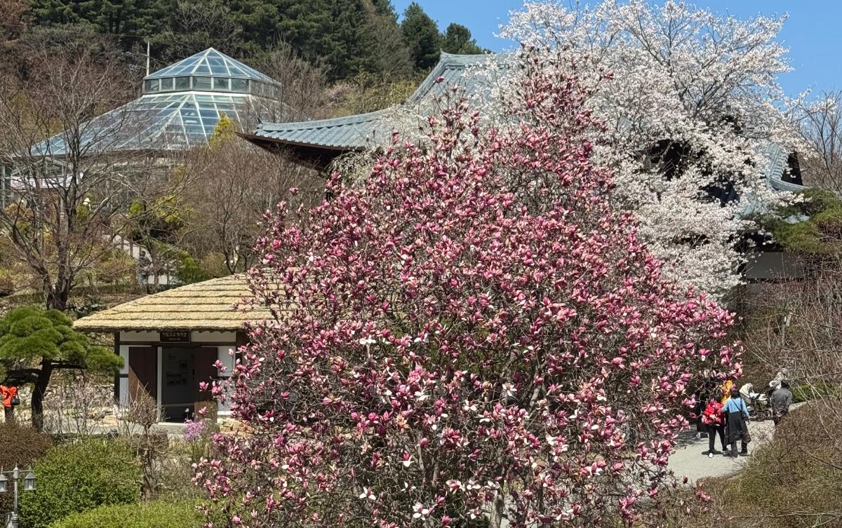 Cherry blossoms in full bloom in April.